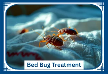 Bed Bug 